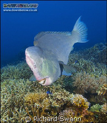 Endangered Bumphead Parrotfish grazing on the reef ! Niko... by Richard Swann 